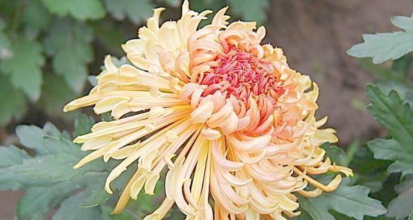 菊花在风水中代表什么？如何利用菊花改善家居风水？