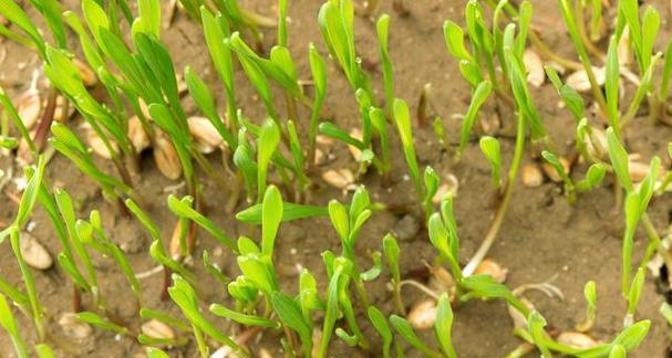 黄豆种植在土里需要注意什么？种植黄豆有哪些步骤？