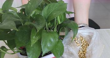 黄豆作为花肥的正确使用方法？使用黄豆做花肥有哪些注意事项？