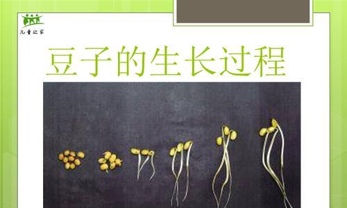 黄豆播种的最佳时间是什么时候？播种方法有哪些？