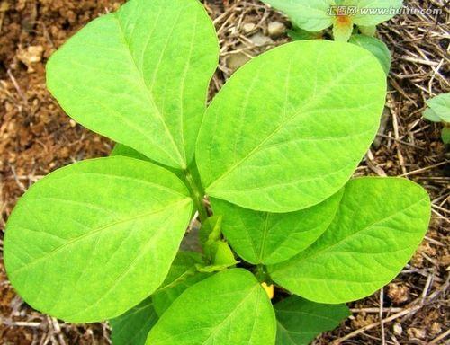 黄豆开花时间是什么时候？如何确保顺利开花？