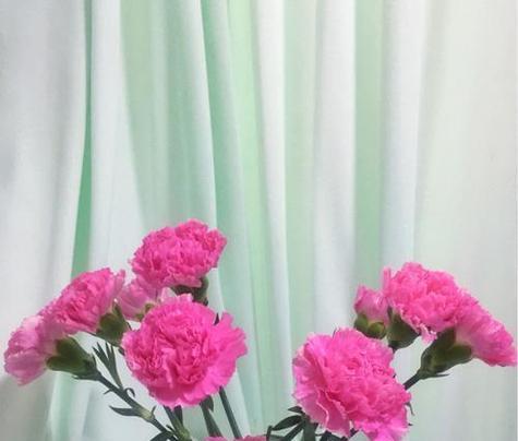 康乃馨象征什么？风水中康乃馨有何寓意？
