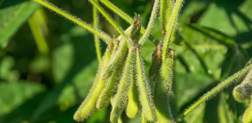 黄豆属于被子植物吗？它的分类和特点是什么？