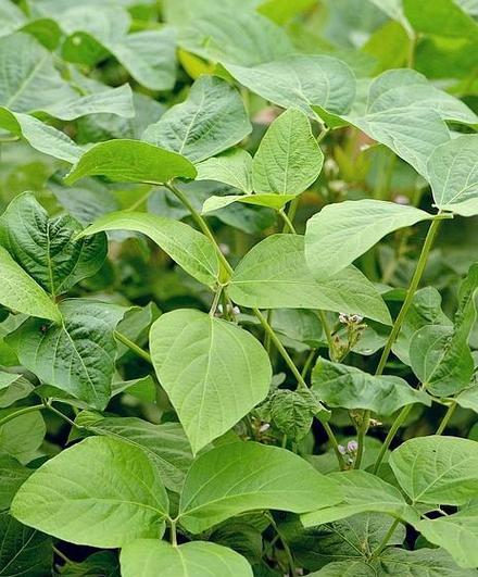 黄豆属于被子植物吗？它的分类和特点是什么？