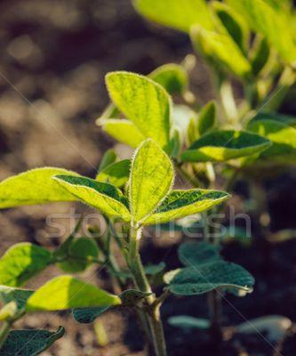黄豆是什么植物？它有哪些营养价值和用途？