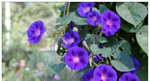 喇叭花的花语是什么？它的寓意有哪些常见问题？