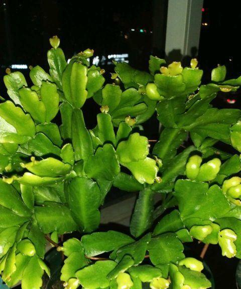 黄豆水浇蟹爪兰的正确方法和注意事项是什么？