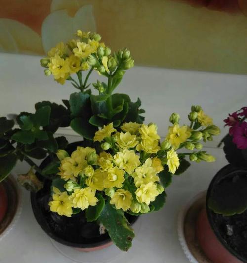 黄豆水浇长寿花好吗？使用方法和注意事项是什么？