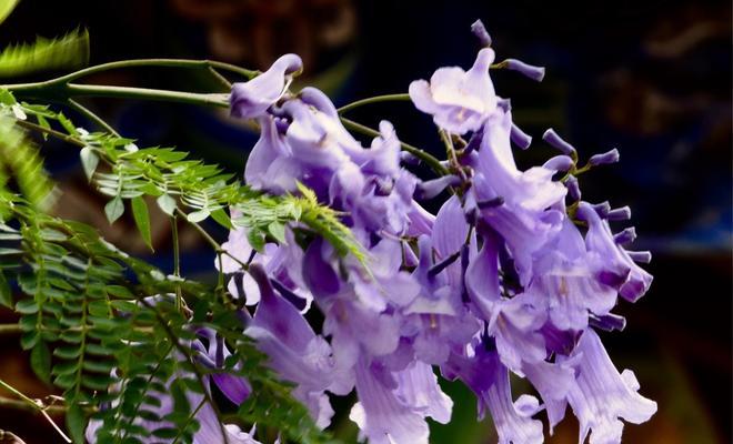 蓝花楹的花语代表什么？蓝花楹寓意有哪些常见问题解答？