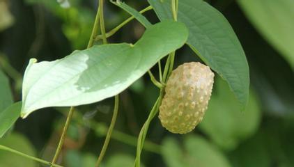 黄独的根茎能吃吗？食用安全性和正确方法是什么？