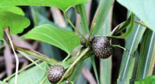 黄独的根茎能吃吗？食用安全性和正确方法是什么？