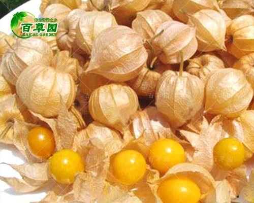 黄姑娘果留种子的方法是什么？如何确保种子的存活率？