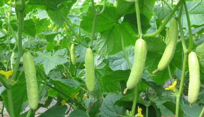 黄瓜病虫害防治技术有哪些？如何有效实施方法措施？