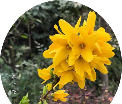 连翘花象征着什么？连翘花的寓意有哪些常见问题解答？