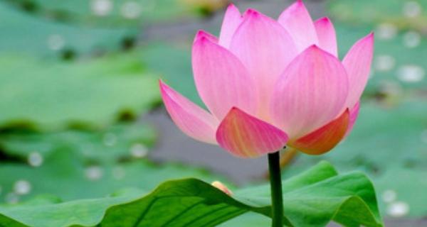 莲花象征着什么意义？莲花的花语和文化含义是什么？