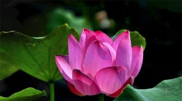 莲花象征着什么意义？莲花的花语和文化含义是什么？