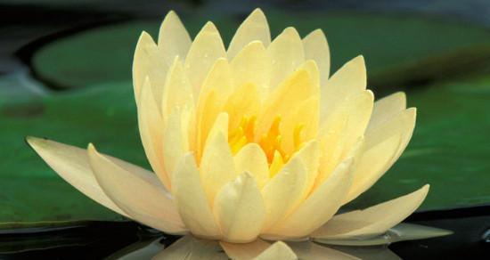 莲花象征着什么意义？莲花的花语和文化含义是什么？
