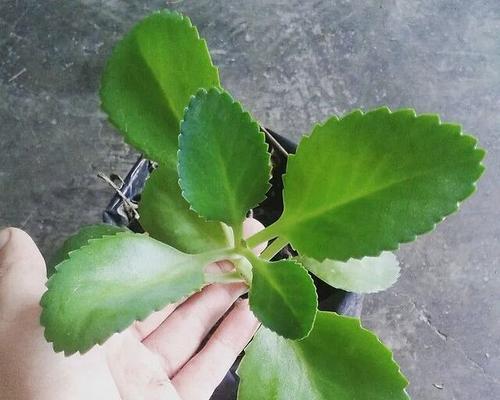 莲藕在风水中代表什么？如何利用莲藕提升家居风水？