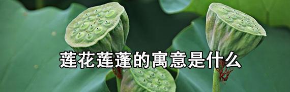 莲蓬在风水中代表什么？如何利用莲蓬改善家居环境？
