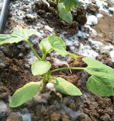 黄瓜播种后多久发芽？发芽出苗需要几天时间？
