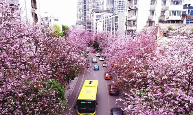 柳州市花洋紫荆象征什么？洋紫荆寓意有哪些？