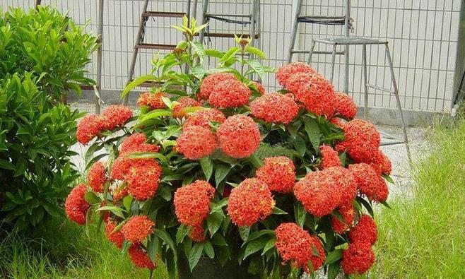 龙船花在风水中代表什么？它有哪些作用和效果？