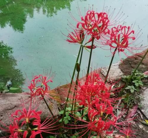 龙爪花代表什么？龙爪花的象征意义有哪些？