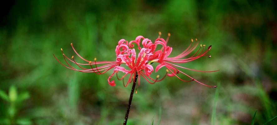 龙爪花代表什么？龙爪花的象征意义有哪些？