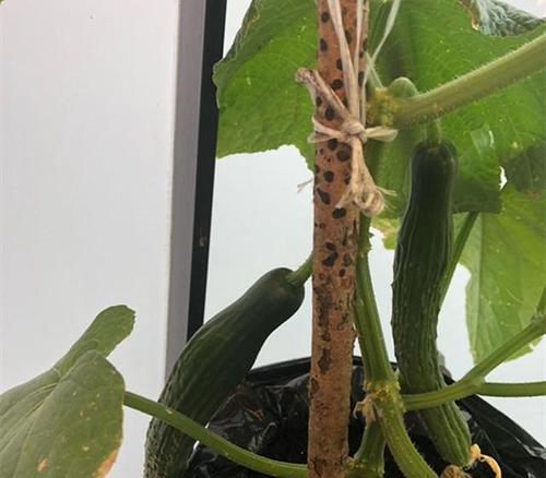 黄瓜苗移栽的最佳时间是什么时候？移栽后如何管理？