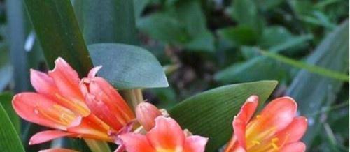 长春市花君子兰的花语寓意是什么？