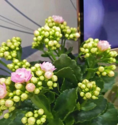 长寿花花语象征与寓意代表什么含义？如何正确解读？