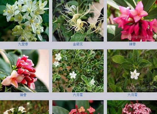 绿玫瑰代表什么？绿玫瑰花语有哪些含义？