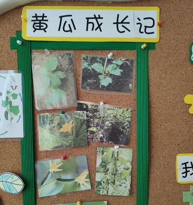 黄瓜通常生长在哪些地方？如何正确种植？