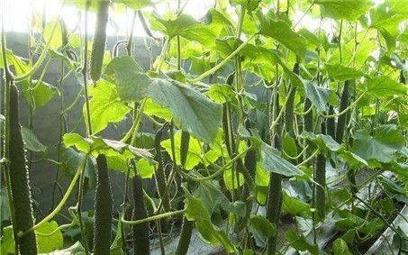 黄瓜施什么肥好？如何根据生长阶段选择肥料？