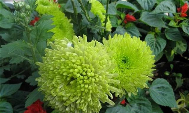 绿色菊花象征着什么？它的意义有哪些？