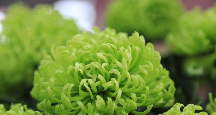 绿色菊花象征着什么？它的意义有哪些？
