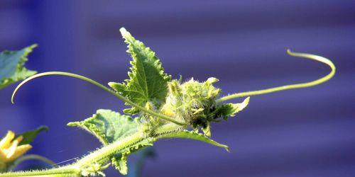 黄瓜属于草本植物吗？黄瓜的植物分类是什么？
