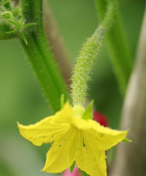 黄瓜属于草本植物吗？黄瓜的植物分类是什么？