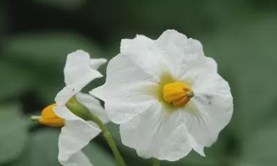 黄瓜是单性花还是双性花？如何区分黄瓜的花性别？