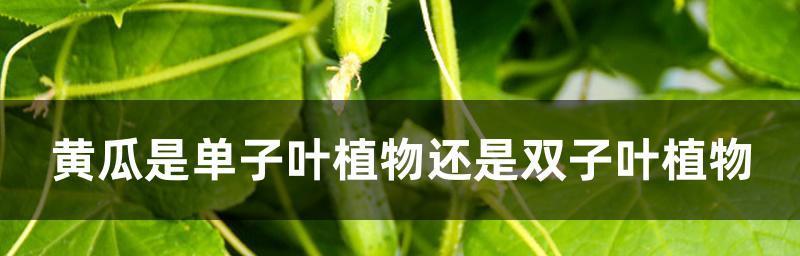 黄瓜是单性花还是双性花？如何区分黄瓜的花性别？