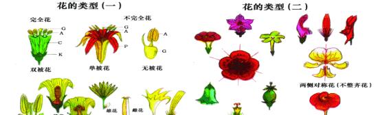 黄瓜是单性花还是双性花？如何区分黄瓜的花性别？