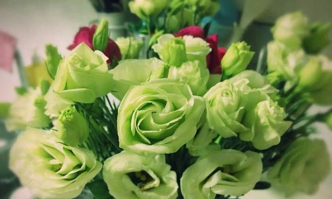 绿色玫瑰代表什么含义？花语解读与购买指南？