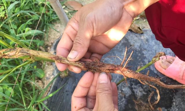 黄瓜属于什么类型的根系植物？常见根系问题解答？