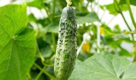 黄瓜最佳种植时间是什么时候？哪个季节最适合种植黄瓜？