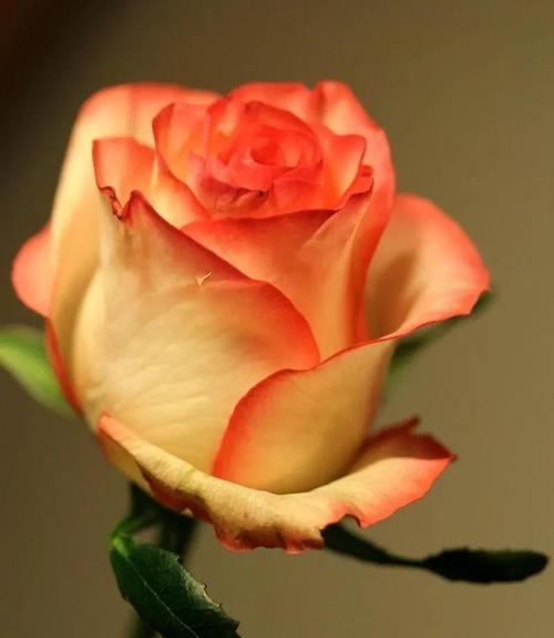 玫瑰花所有颜色的花语是什么？每种颜色代表了什么含义？