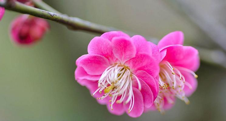 梅花的花语是什么意思？梅花象征着哪些寓意？