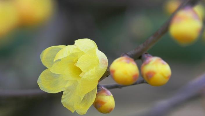 梅花的花语是什么意思？梅花象征着哪些寓意？