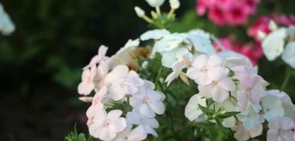 美女樱的花语是什么？开花代表了哪些寓意？