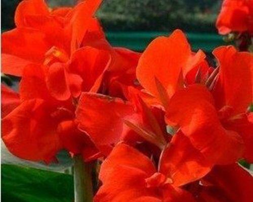 美人蕉花象征着什么？美人蕉花的寓意有哪些常见问题？