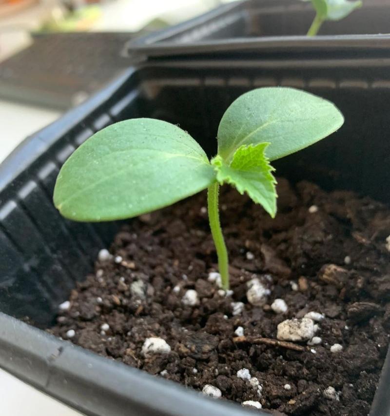 黄瓜种子发芽需要多长时间？常见问题解答